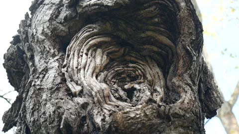 Tree stump with a wrapping pattern in its bark Vídeo Stock 141765974