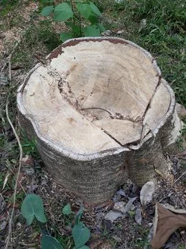 Tree stump on the yard Stock Photos