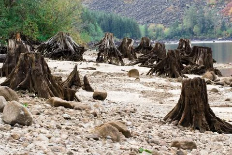 Tree stumps after deforestation located around Alpine lake in Austria Stock Photos