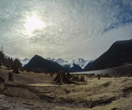 Tree stumps after deforestation located around lake in Canada on dark and moo Stock Photos