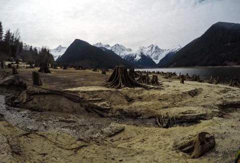 Tree stumps after deforestation located around lake in Canada on dark and moo Stock Photos