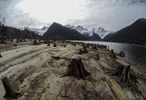 Tree stumps after deforestation located around lake in Canada on dark and moo Stock Photos