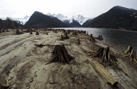 Tree stumps after deforestation located around lake in Canada on dark and moo Foto stock