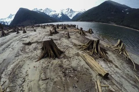 Tree stumps after deforestation located around lake in Canada on dark and moo Stock Photos