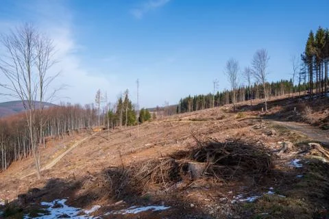 Tree stumps after felling a tree in the mountains, Czech Beskydy Stock Photos