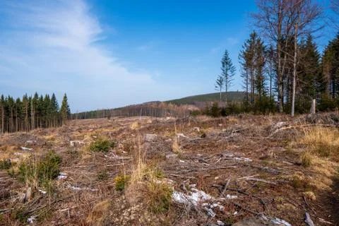 Tree stumps after felling a tree in the mountains, Czech Beskydy Stock Photos