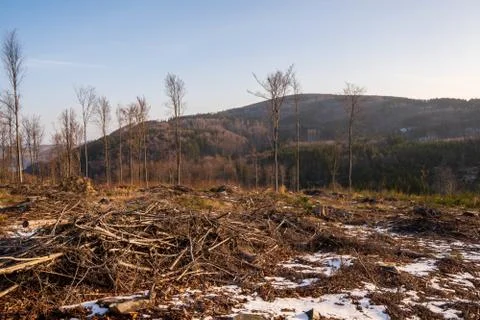Tree stumps after felling a tree in the mountains, Czech Beskydy Stock Photos