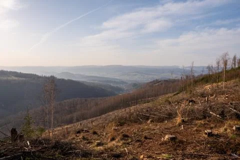 Tree stumps after felling a tree in the mountains, Czech Beskydy Stock Photos