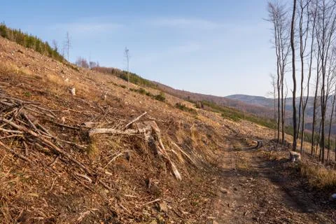 Tree stumps after felling a tree in the mountains, Czech Beskydy Stock Photos