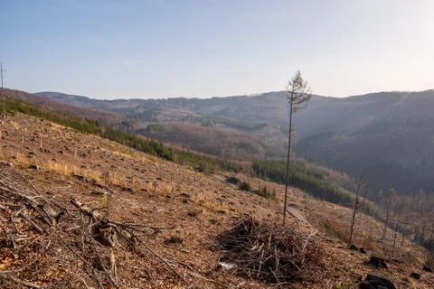 Tree stumps after felling a tree in the mountains, Czech Beskydy Stock Photos