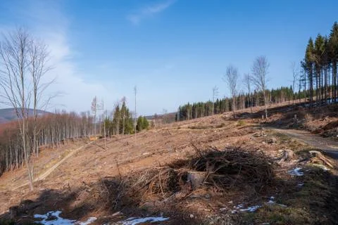Tree stumps after felling a tree in the mountains, Czech Beskydy Stock Photos