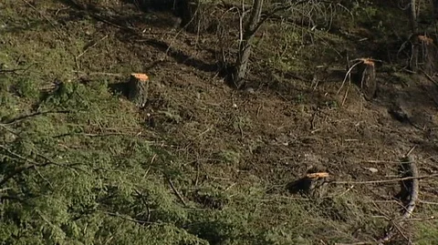 Tree Stumps After Logging Stock Footage 93090420