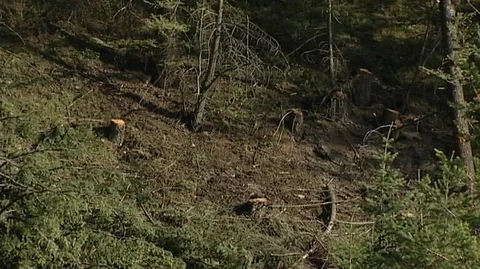 Tree Stumps After Logging Stock Footage 93651798