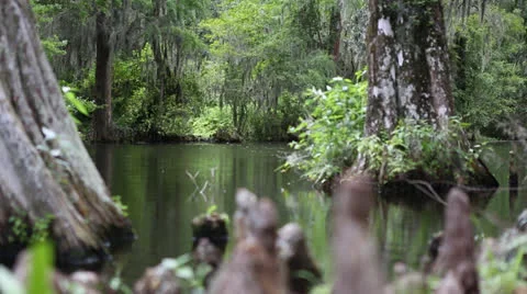Tree Stumps Alongside Pond Stock Footage 26602169