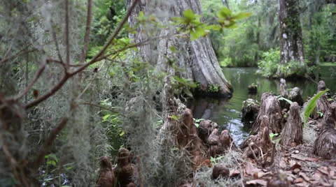 Tree Stumps Alongside Pond Stock Footage 26602242