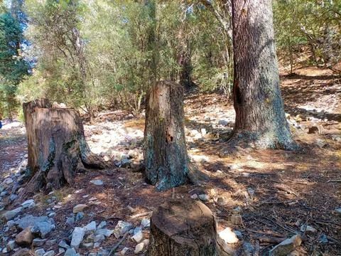 Tree stumps and rocks creating forest texture in sunlight in the moroccan m.. Stock Photos