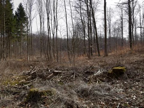 Tree stumps and trees Stock Photos