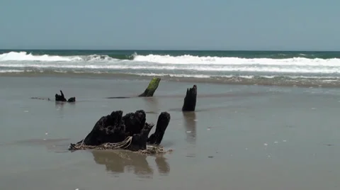 Tree stumps and waves Stock Footage 30133840