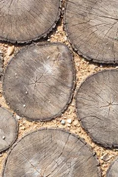 Tree stumps background Trees cut section Wood texture of cute tree trunk Stock Photos