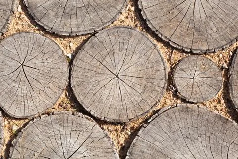 Tree stumps background Trees cut section Wood texture of cute tree trunk Stock Photos