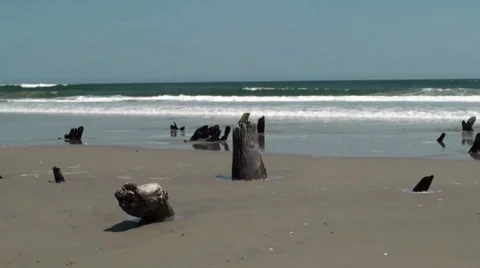 Tree stumps on the beach Stock Footage 30134128