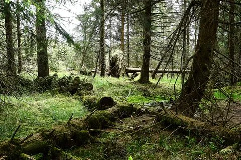Tree Stumps beside Oderteich in Harz Stock Photos