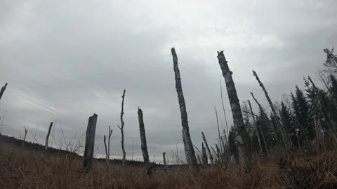 Tree stumps at flood meadow time lapse Stock Footage 158502275