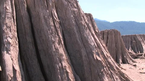 Tree Stumps Stock Footage 53553163