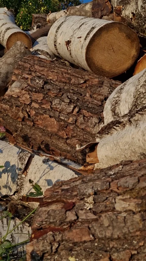 Tree stumps Stock-Footage 344480163