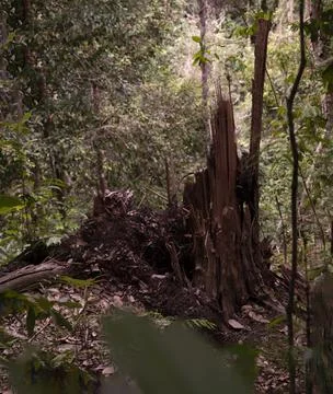 Tree stumps forest Borneo tree Stockfoto's