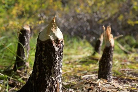 Tree Stumps Gnawed by Beavers in Forest Stock Photos