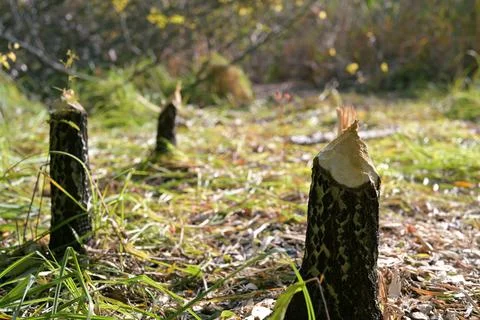 Tree Stumps Gnawed by Beavers in Forest Stock Photos