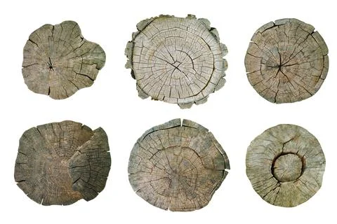 Tree stumps isolated Фото