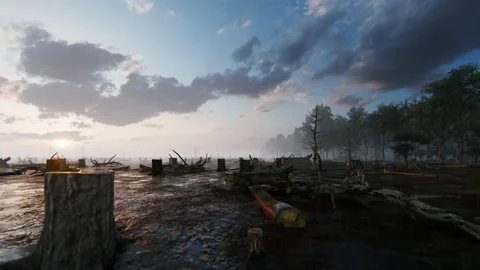 Tree stumps left after deforestation, mild rain, 4K 스톡 동영상 143397452