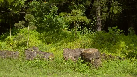Tree Stumps in Lush Forest Clearing, Natural Background Vídeos de archivo 327564968