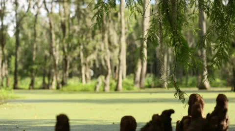 Tree Stumps Next To Swamp Stock Footage 26846704