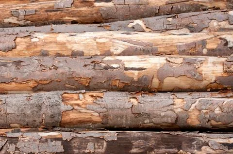 Tree stumps Stock Photos