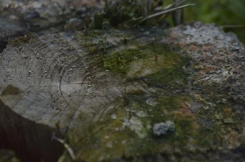 The Tree Stumps Foto stock