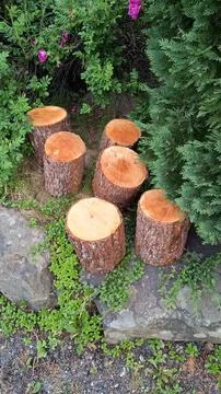 Tree stumps Stock Photos