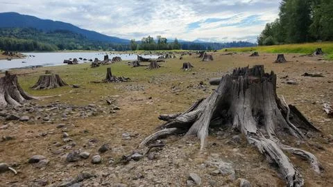 Tree Stumps Stock Photos