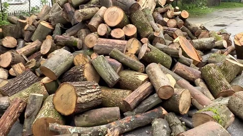 Tree stumps on a pile Stock Footage 244240339