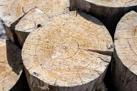 Tree stumps piled up in the forest Stock Photos