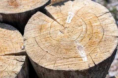 Tree stumps piled up in the forest Stock Photos