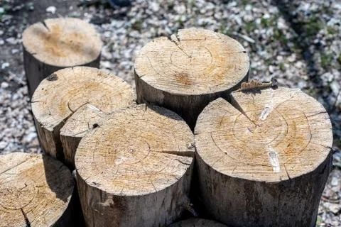 Tree stumps piled up in the forest Stock Photos