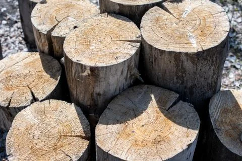 Tree stumps piled up in the forest Stock Photos