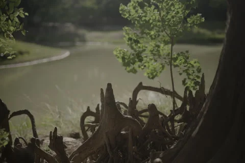 Tree stumps by a pond Stock Footage 278020355