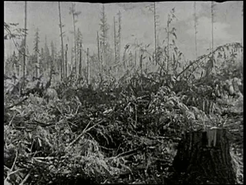 Tree stumps, tilling, erosion, soil, flooding, damming, catching a beaver, a Stock Footage 75288210