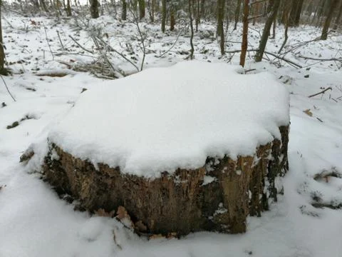 Tree-stunk  with  snowcap Stock Photos