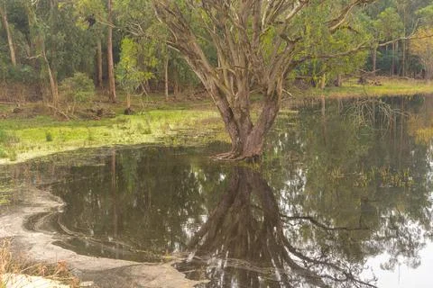Tree with submerged roots. Stock Photos