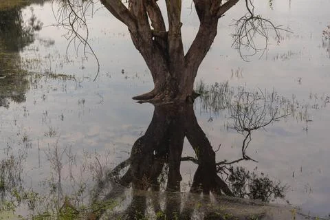 Tree with submerged roots. Stockfoto's
